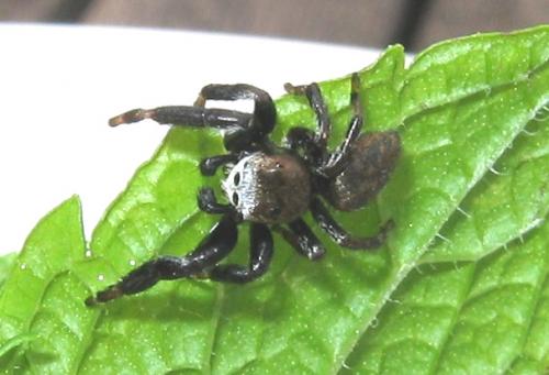 Evarcha arcuata