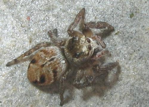 Evarcha arcuata