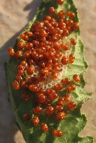 Nezara viridula