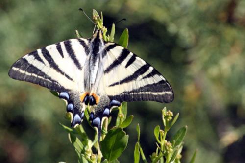 Iphiclides podalirius