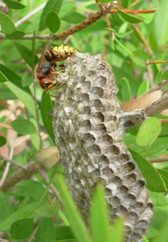 Polistes dominula