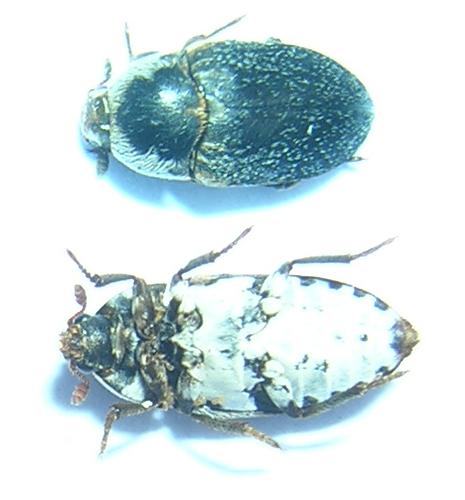 Réf. 12 433 : Dermestes frischii