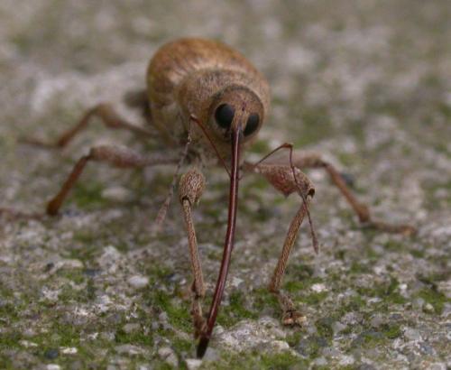 Réf. 12 942 : Curculio elephas