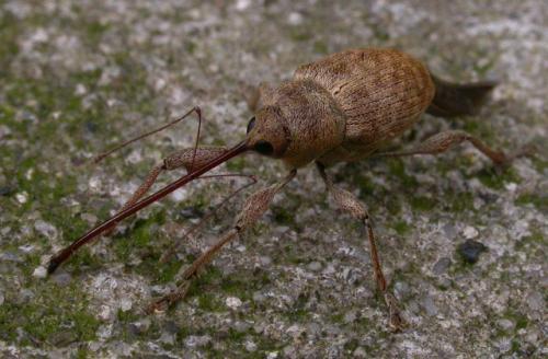 Réf. 12 943 : Curculio elephas