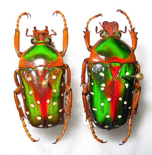 Réf. 12 481 : Stephanorrhina guttata