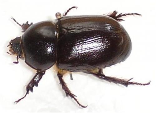 Réf. 12 519 : Pentodon bidens punctatum