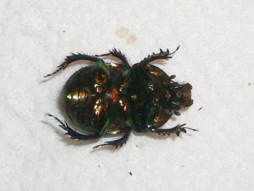 Réf. 12 275 : Sericotrupes niger