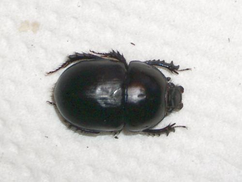 Réf. 12 276 : Sericotrupes niger