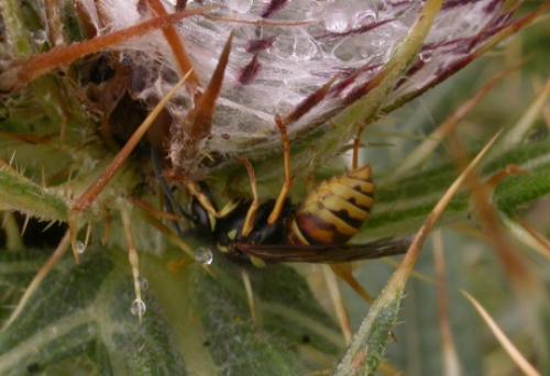 Réf. 12 905 : Vespula rufa