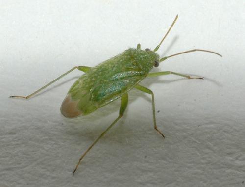 Réf. 12 137 : Orthotylus flavosparsus