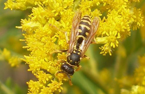 Polistes sp.
