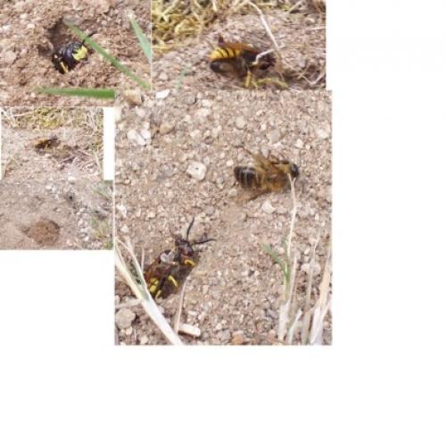 Philanthus triangulum