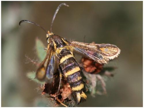 Réf. 12 380 : Bembecia iberica