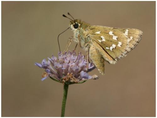 Réf. 12 477 : Hesperia comma