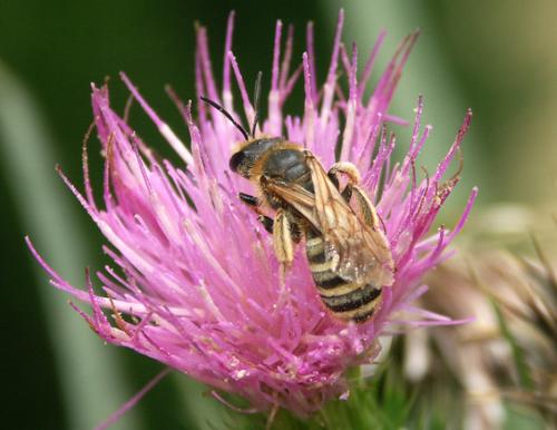 Halictus scabiosae
