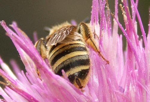 Réf. 12 739 : Halictus scabiosae
