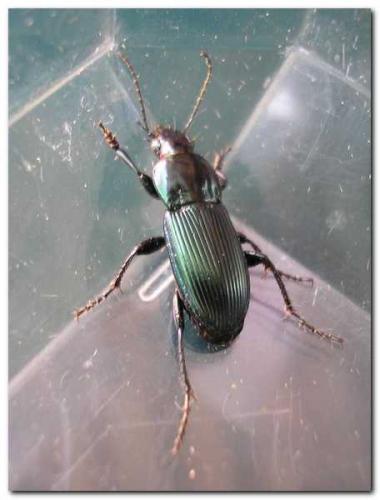 Poecilus lepidus