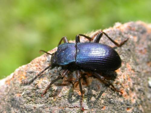 Réf. 12 528 : Helops caeruleus