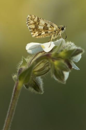 Pyrgus sp.