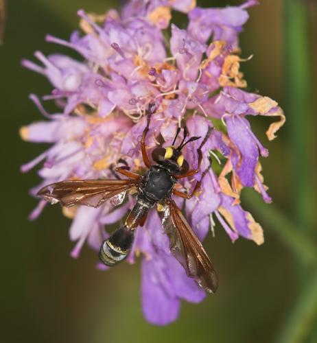 Physocephala sp.