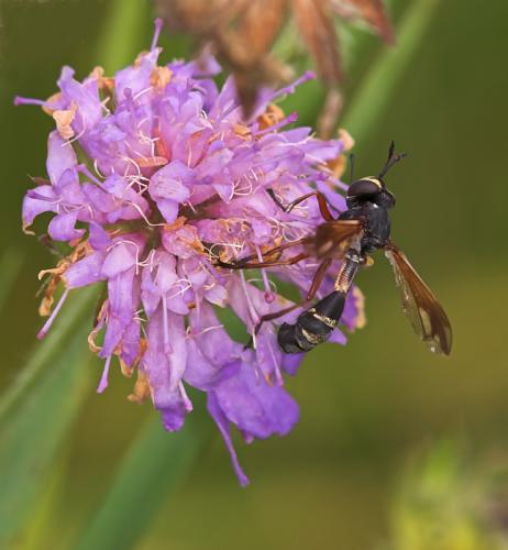 Physocephala sp.