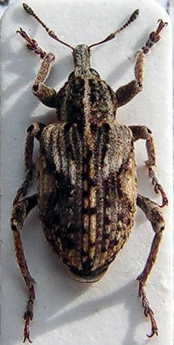 Réf. 12 093 : Brachypera dauci