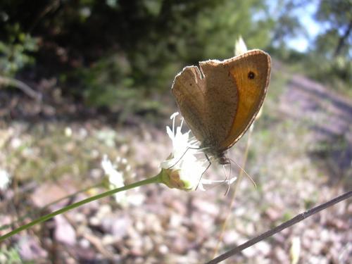 Maniola jurtina