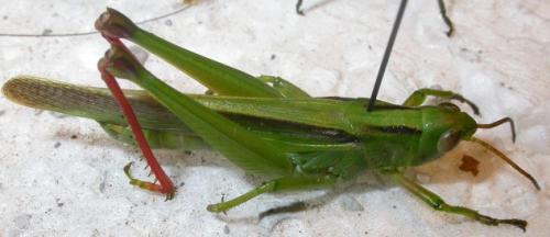 Paracinema tricolor bisignata