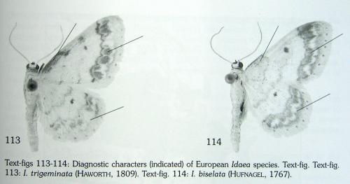 Idaea divers