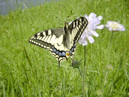 Papilio machaon