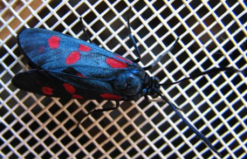 Zygaena filipendulae