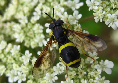 Réf. 12 081 : Chrysotoxum bicinctum
