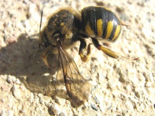 Réf. 12 446 : Anthidium sp.