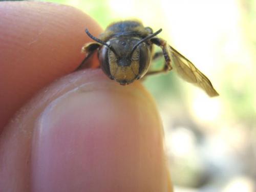 Réf. 12 447 : Anthidium sp.