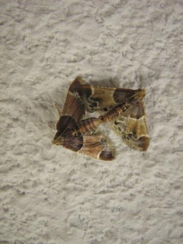 Réf. 12 730 : Pyralis farinalis