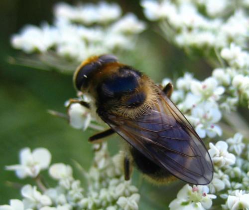 Cheilosia illustrata