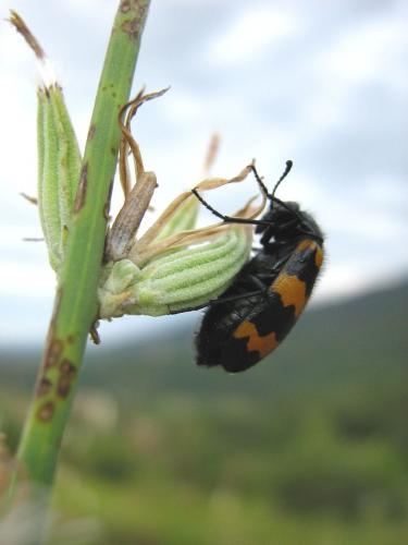 Mylabris variabilis