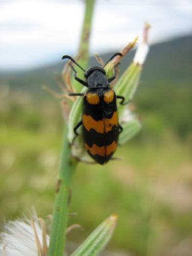 Mylabris variabilis
