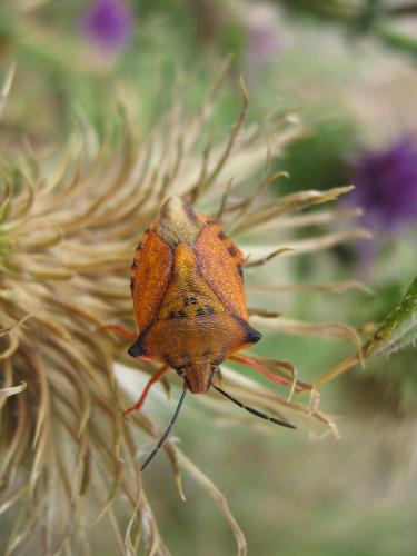 Carpocoris mediterraneus atlanticus