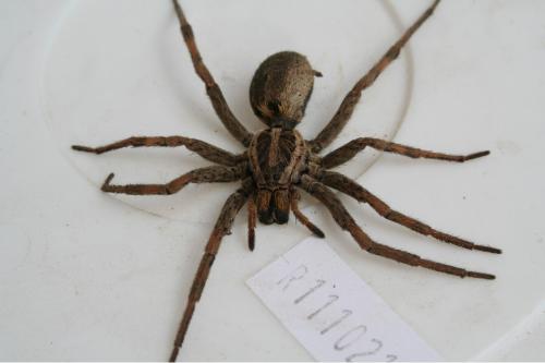 Hogna radiata