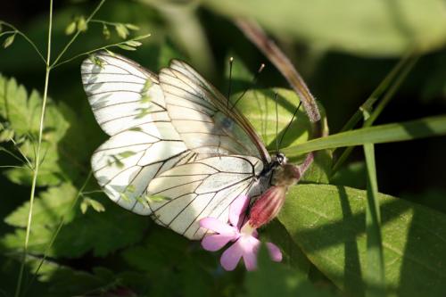 Aporia crataegi