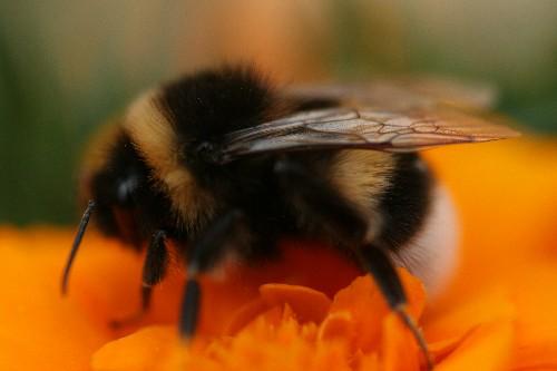 Bombus sp.