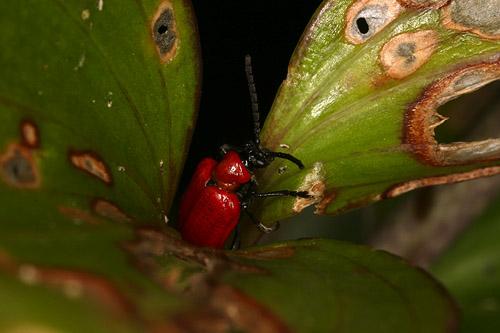 Lilioceris lilii