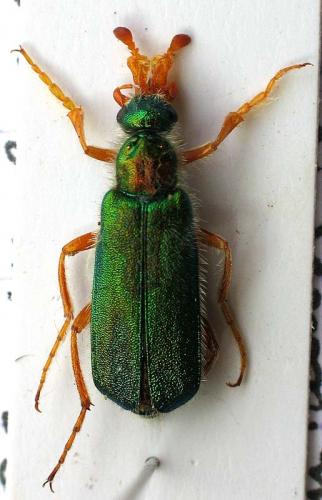 Réf. 12 070 : Cerocoma schaefferi