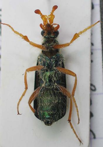 Cerocoma schaefferi