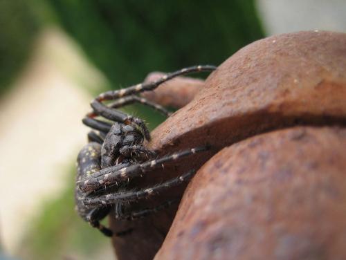Nuctenea umbratica