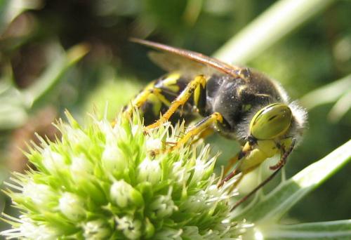 Bembix rostrata