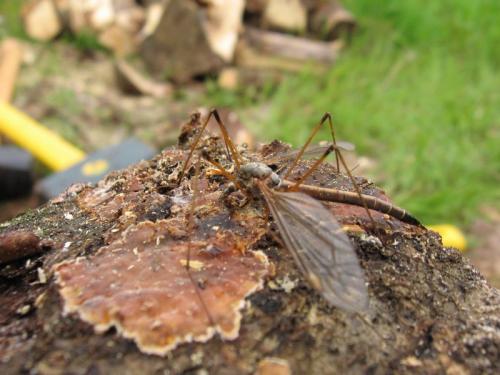 Tipula sp.