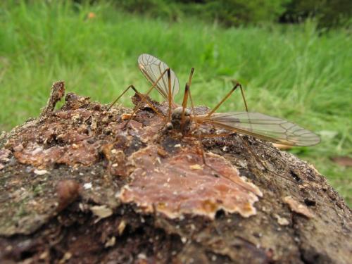 Tipula sp.