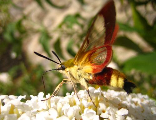 Hemaris fuciformis